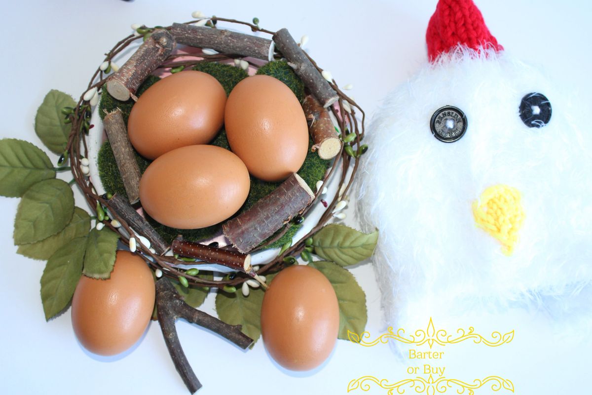 Rooster / Hen, Farm NB photography Hat & Eggs