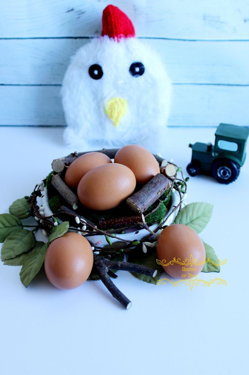 Rooster / Hen, Farm NB photography Hat & Eggs